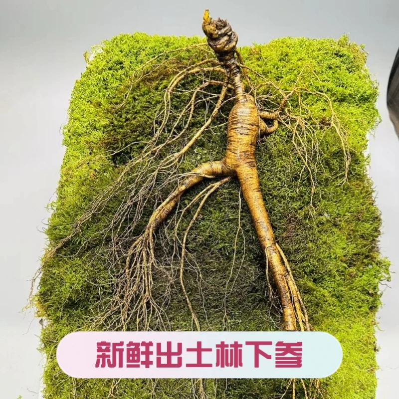 林下参出土鲜人参大人参