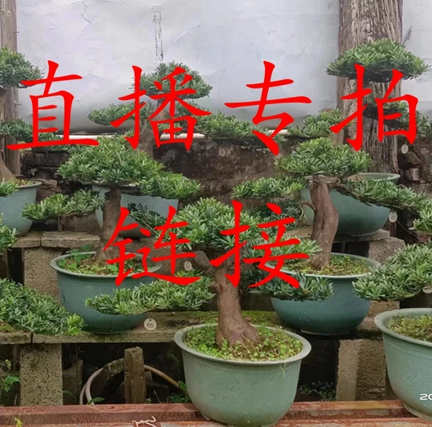 罗汉松盆景  贵妃罗汉松  雀舌罗汉松