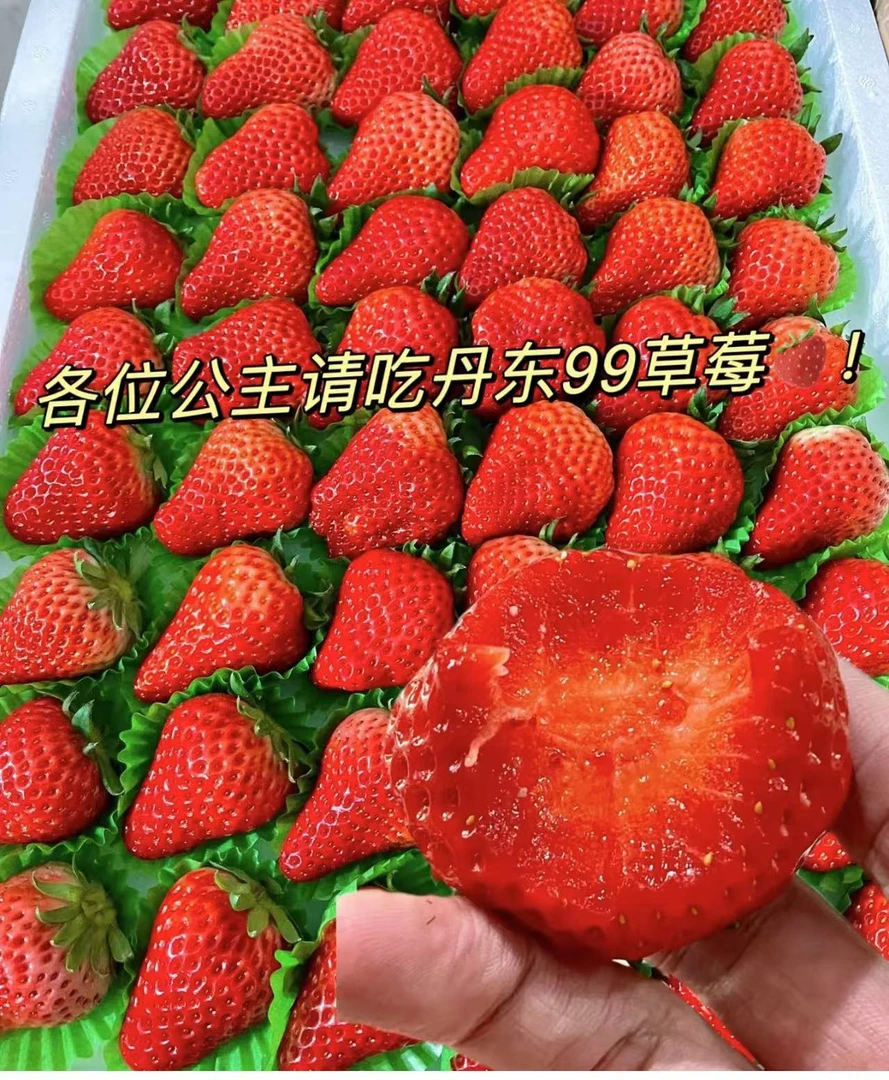 【壹壹生鲜同城配送】丹东久久草莓1板（4斤左右）