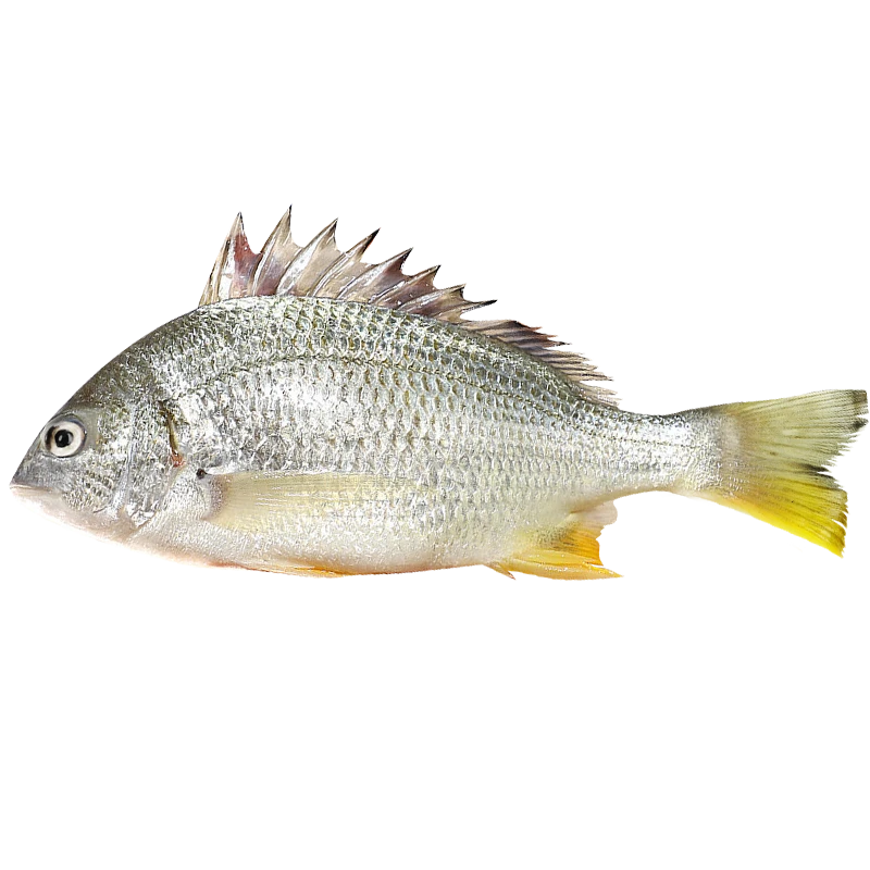 鲜活黄翅鱼黄立鱼130g-180g/条（活鱼现杀不可退，宰杀后失重约10%-20%）