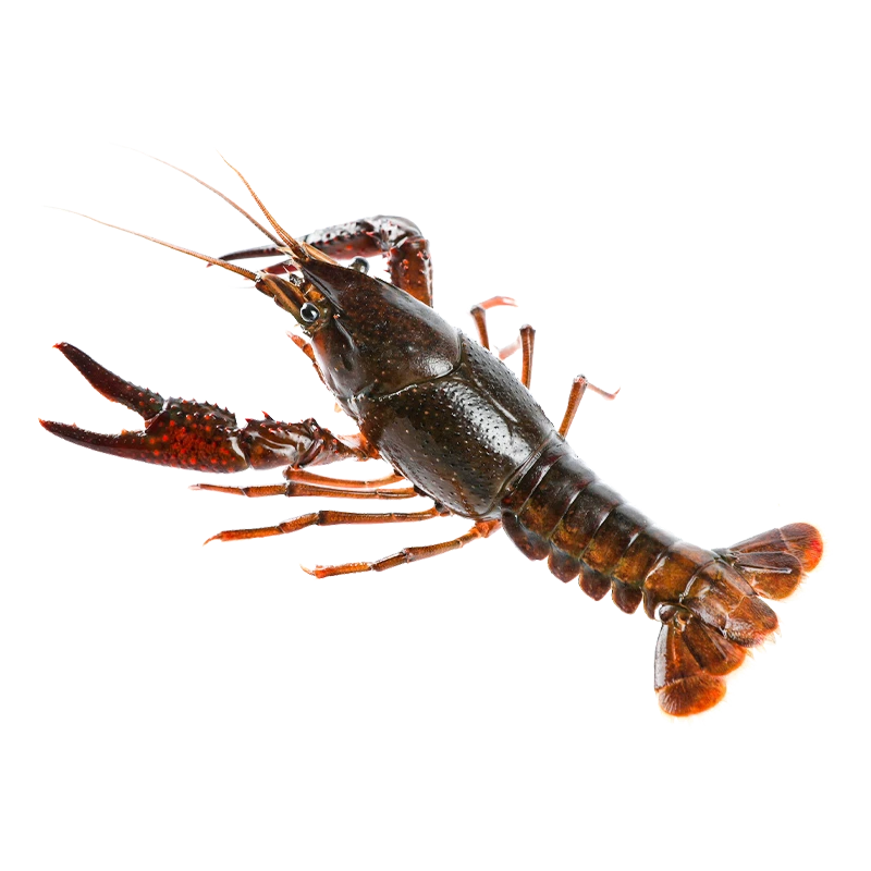 鲜活大号小龙虾500g±15g/份（12-16只）龙虾同城送