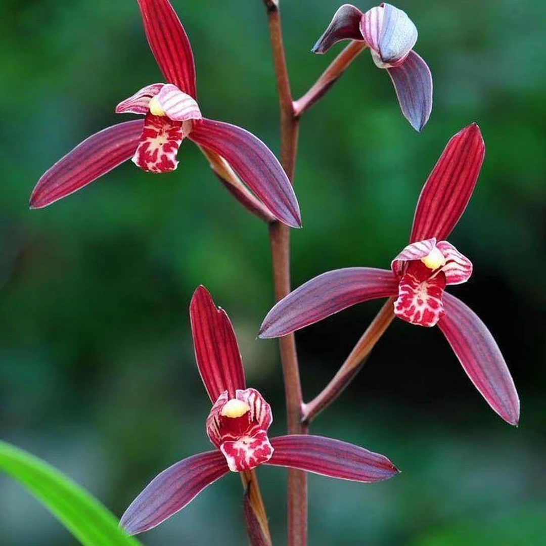 精品兰花，一物一拍，以实拍价格为准！有花时带花，无花时不带花！