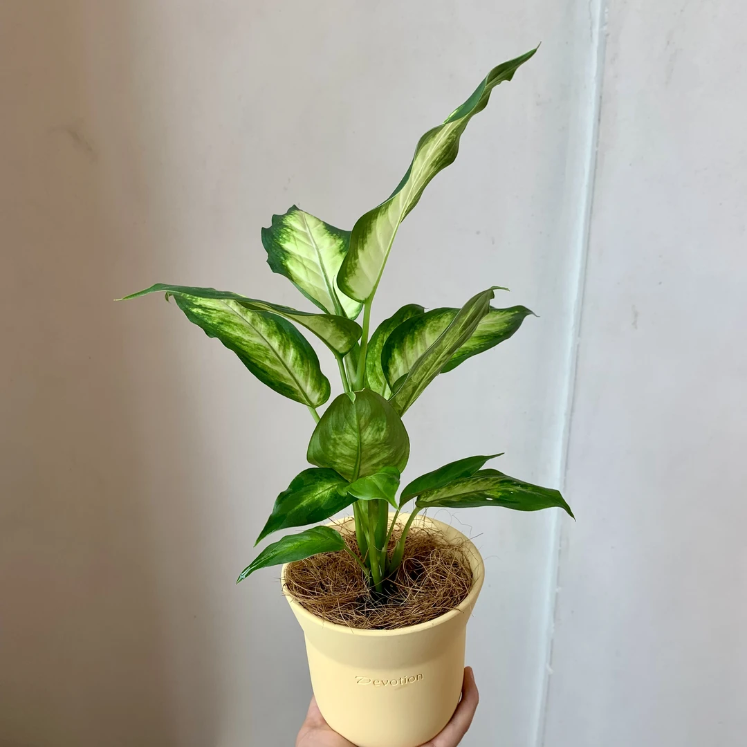 北欧ins风黛粉芋室内桌面花卉盆栽植物绿植好养养植造型