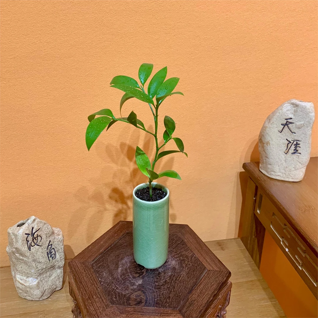 竹柏盆栽懒人桌面绿植室内办公室摆件好养植物