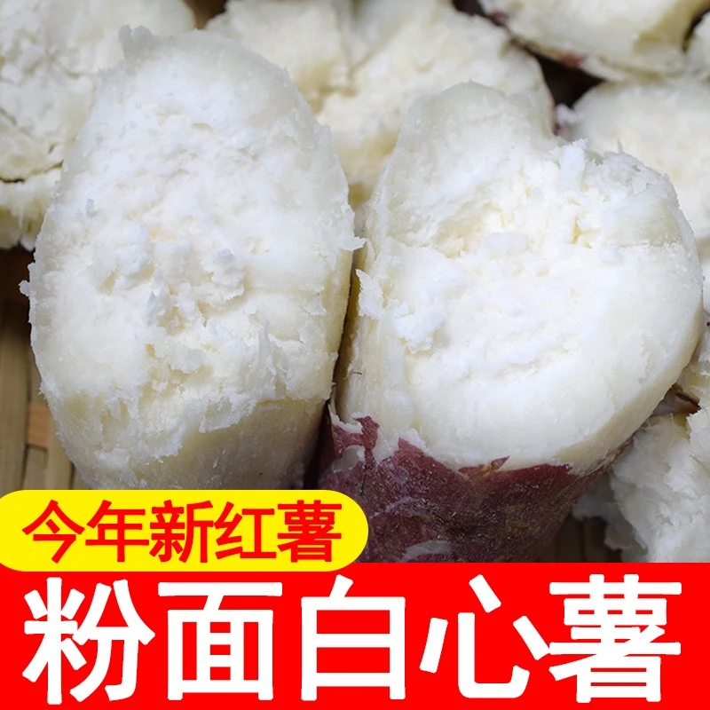 新鲜现挖河南红皮白心板栗红薯白瓤地瓜粉面老品种白薯1/3/5/9斤