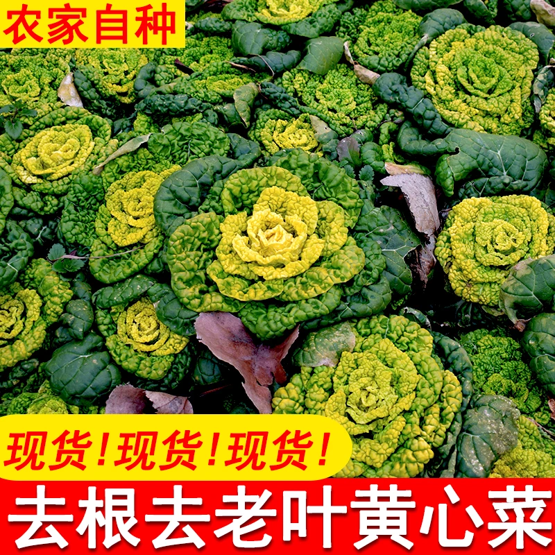 新鲜农家霜冻黄心菜现挖乌塌菜青菜蔬菜菊花白菜绿色小青菜火锅菜