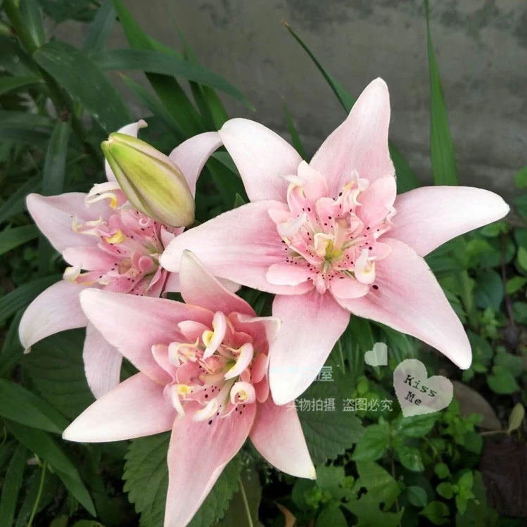 乔乔花屋 荷兰进口百合花种球 la重瓣系列艾洛迪14/16现货