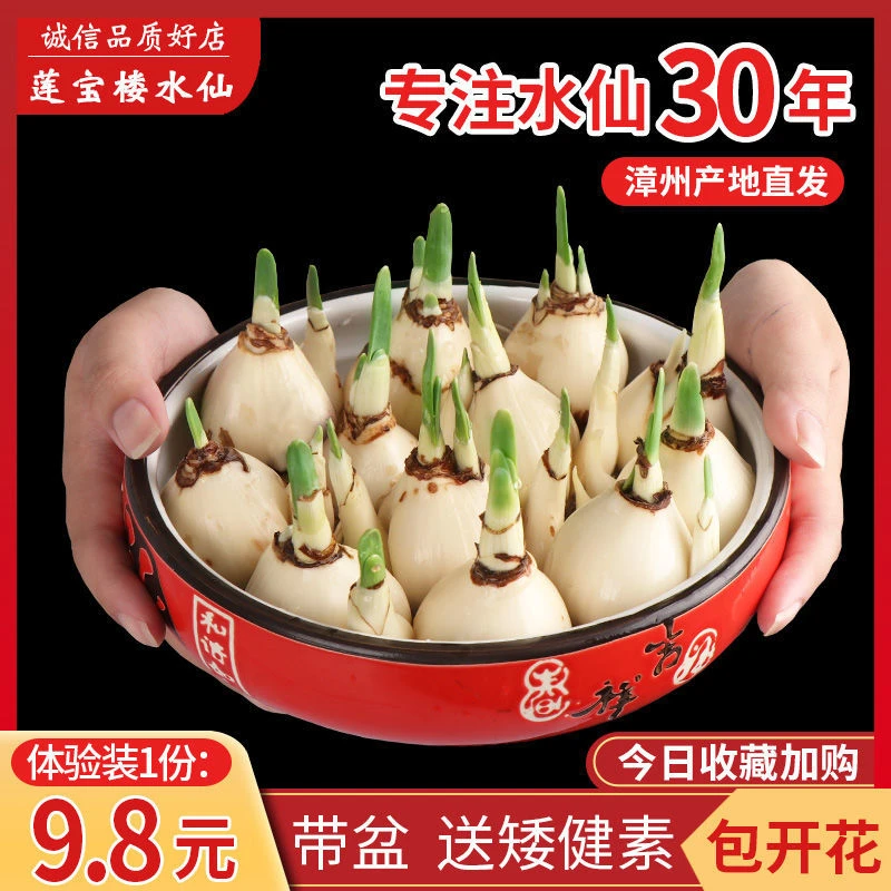 漳州水仙花种球球根带盆水培春季水养种子植物室内盆栽开花易养活