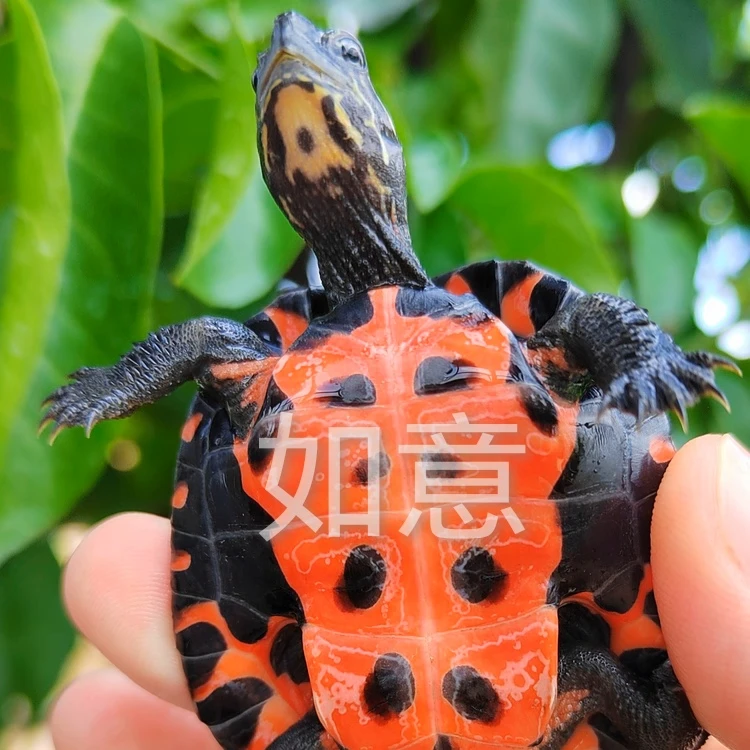 韶关广西纯种黑颈龟小苗全品黑颈小龟苗宠物龟