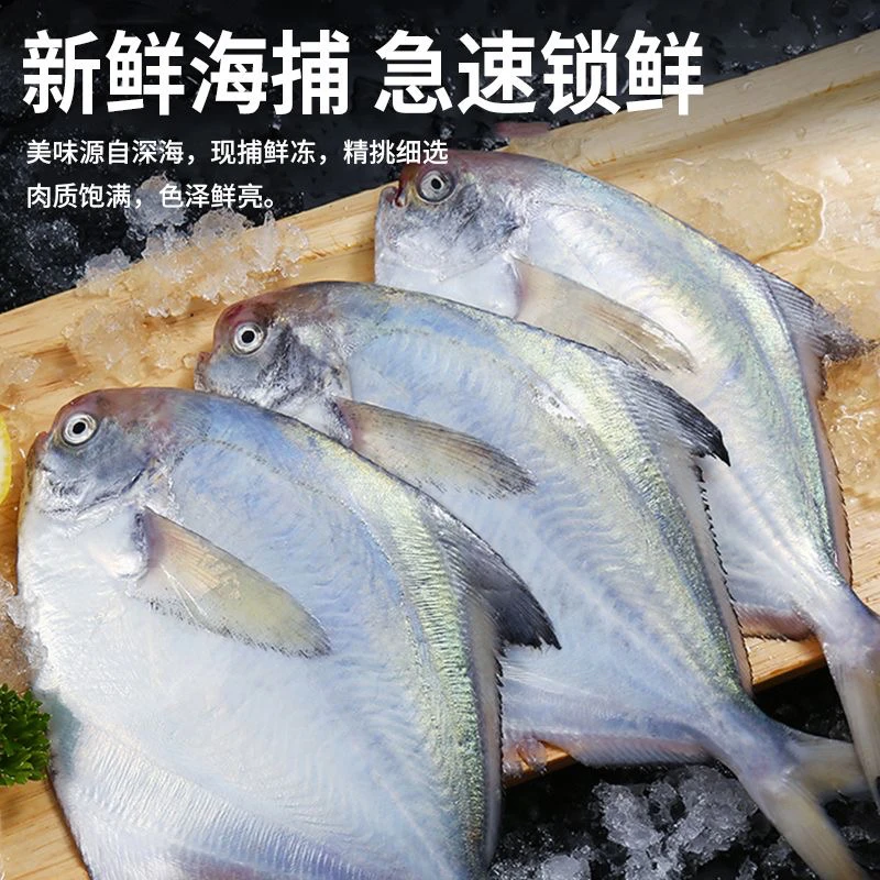 拖网大连杏树屯野生 海捕银鲳鱼 本地镜鱼 顺丰发货