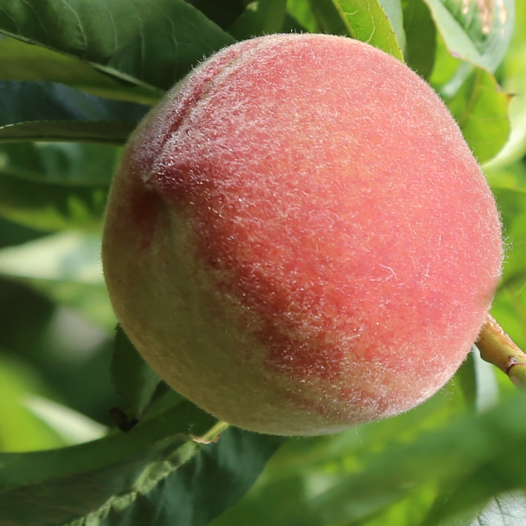 顺丰包邮山西水蜜桃皮薄桃香浓郁脆甜可口当季新鲜水果