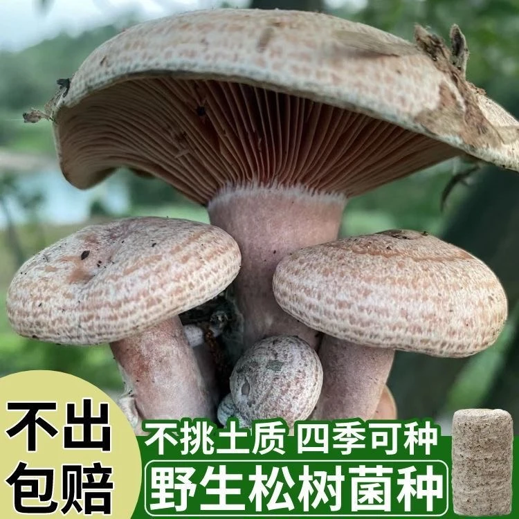 野生菌种乌纵菌包松菌寒纵菌黄碟菌重阳菌松纵菌松菇人工种植菌包