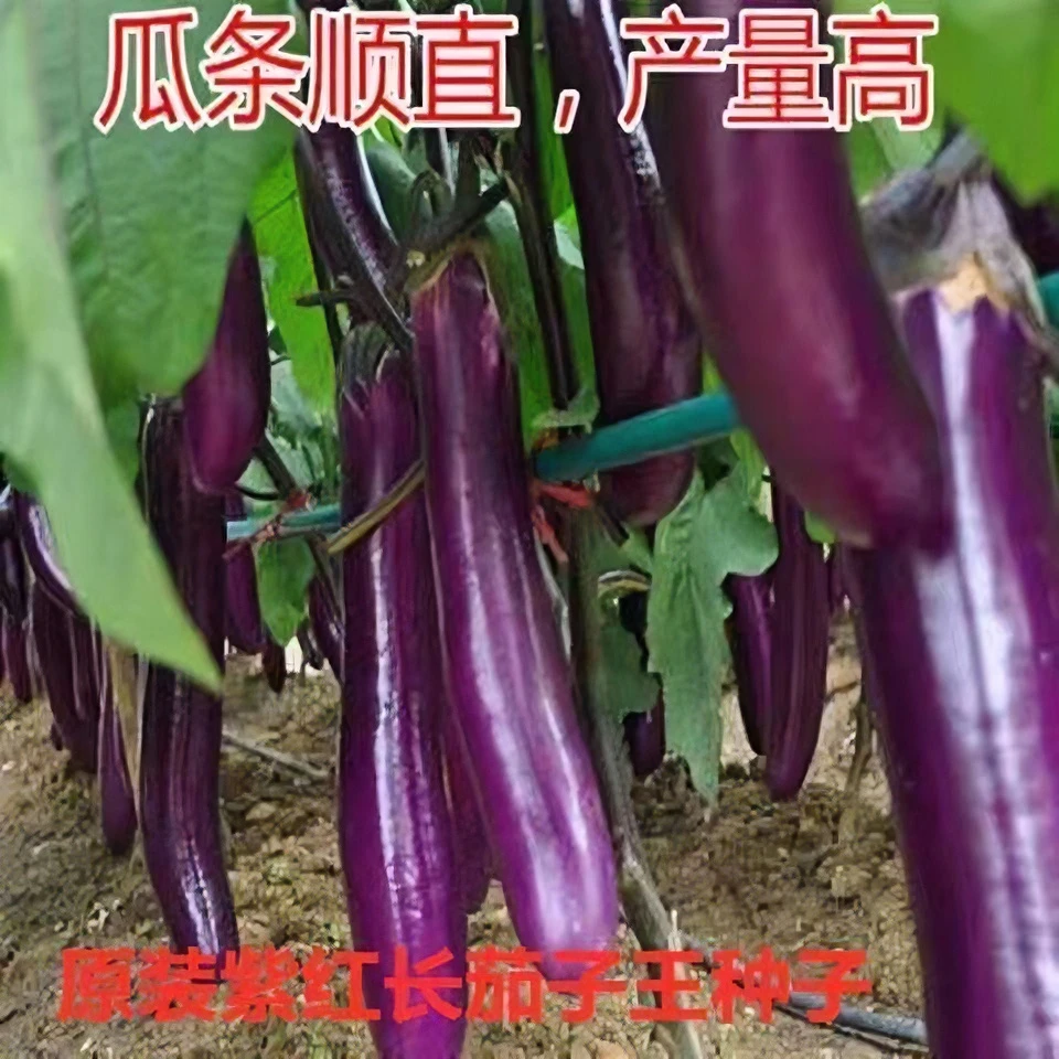 茄子苗紫长茄子秧苗高产早熟茄子苗带土茄子秧苗蔬菜苗带土发货