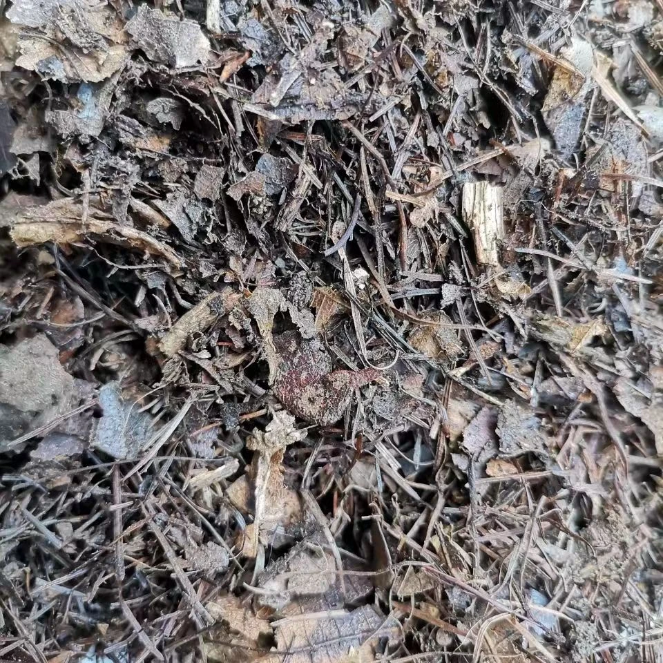君子兰专用腐熟花土精选优质像树叶和松针混合发酵(5斤装)花卉