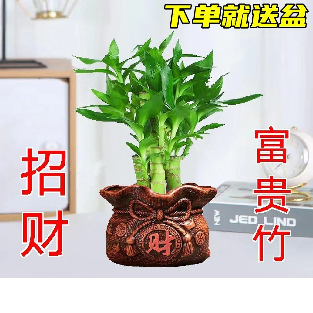 步步高荷花竹富贵竹水养客厅盆栽绿植物花卉室内桌面防辐射观音竹