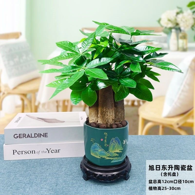 发财树盆栽易活植物室内客厅绿植小盆景四季常青办公室内鲜活花卉