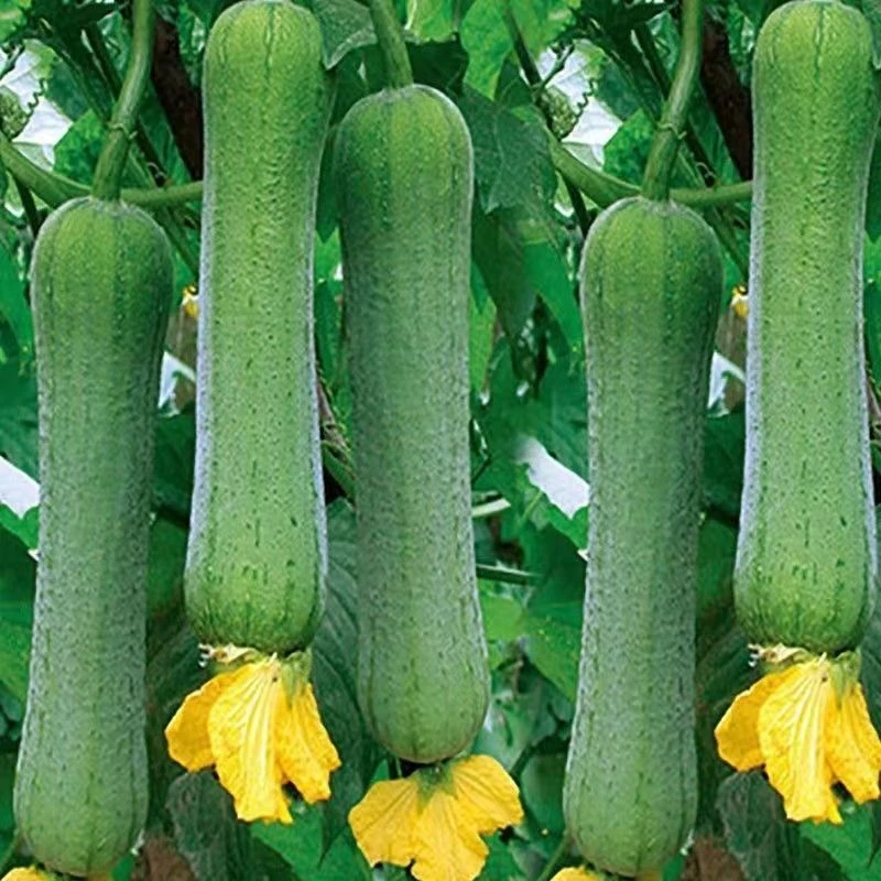 肉丝瓜种子四季奶香肉丝瓜早熟当季蔬菜籽