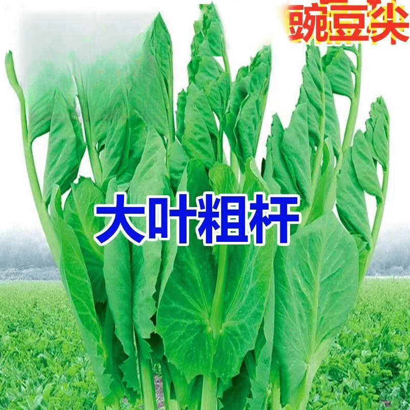 无须豌豆苗种子豌豆尖种子四季种阳台盆栽芽苗菜秋冬季蔬菜种子