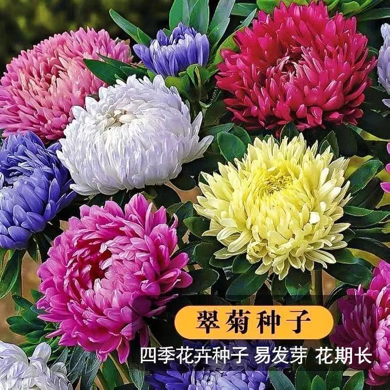 矮生大花翠菊种子菊花种籽国庆翠菊庭院阳台盆栽易活室外