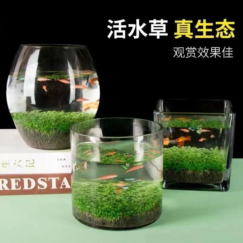 鱼缸水草种子微景观增氧创意桌面盆栽水培植物专用水造景对叶