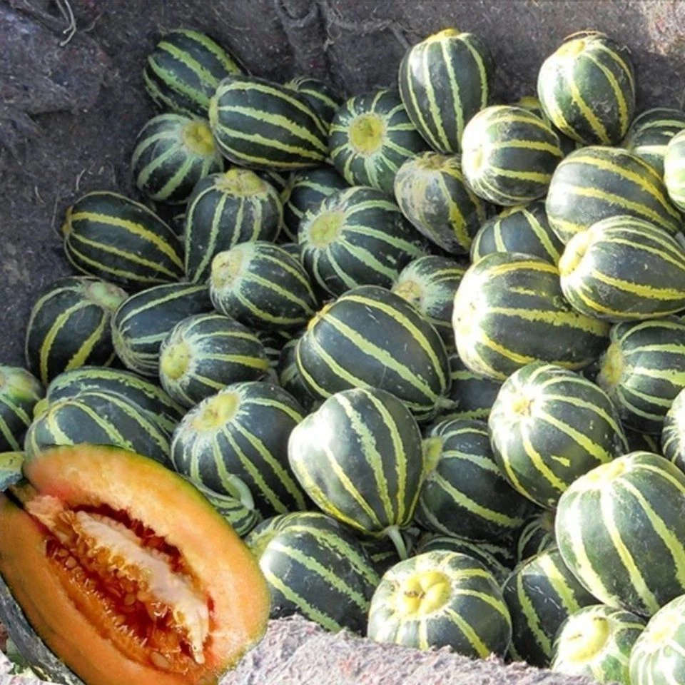 甜掉牙甜瓜种子薄皮甜花皮香瓜籽四季水果种孑冰糖子春夏秋季