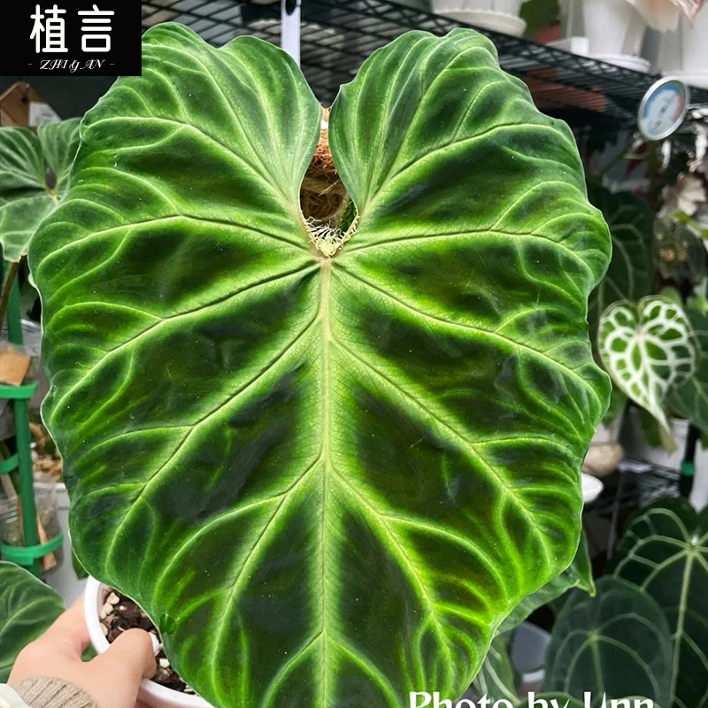 南美热带绿植南美荧光蔓绿绒爬藤绿植