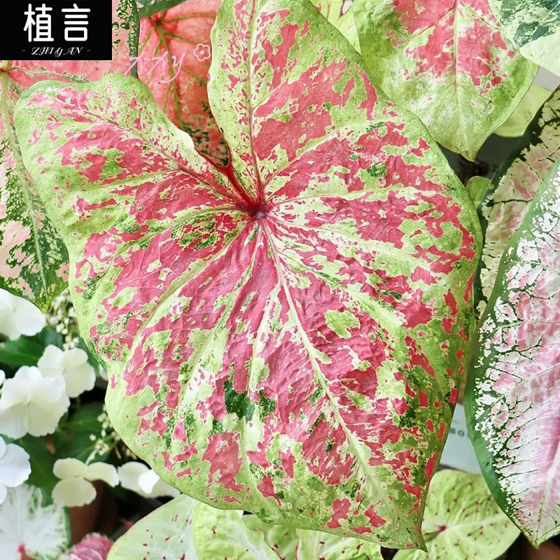 泰国雨蝶森林覆盆子彩叶芋室内热带绿植室内温度低于15度不适合养