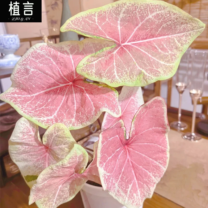 映日桃红白妖娆彩叶芋热带植物室内低温勿拍温度低于15度不适合养