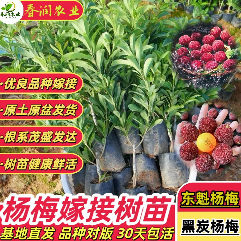 粉丝福利专属链接 杨梅树苗 盆栽地栽 庭院种植 带土带叶
