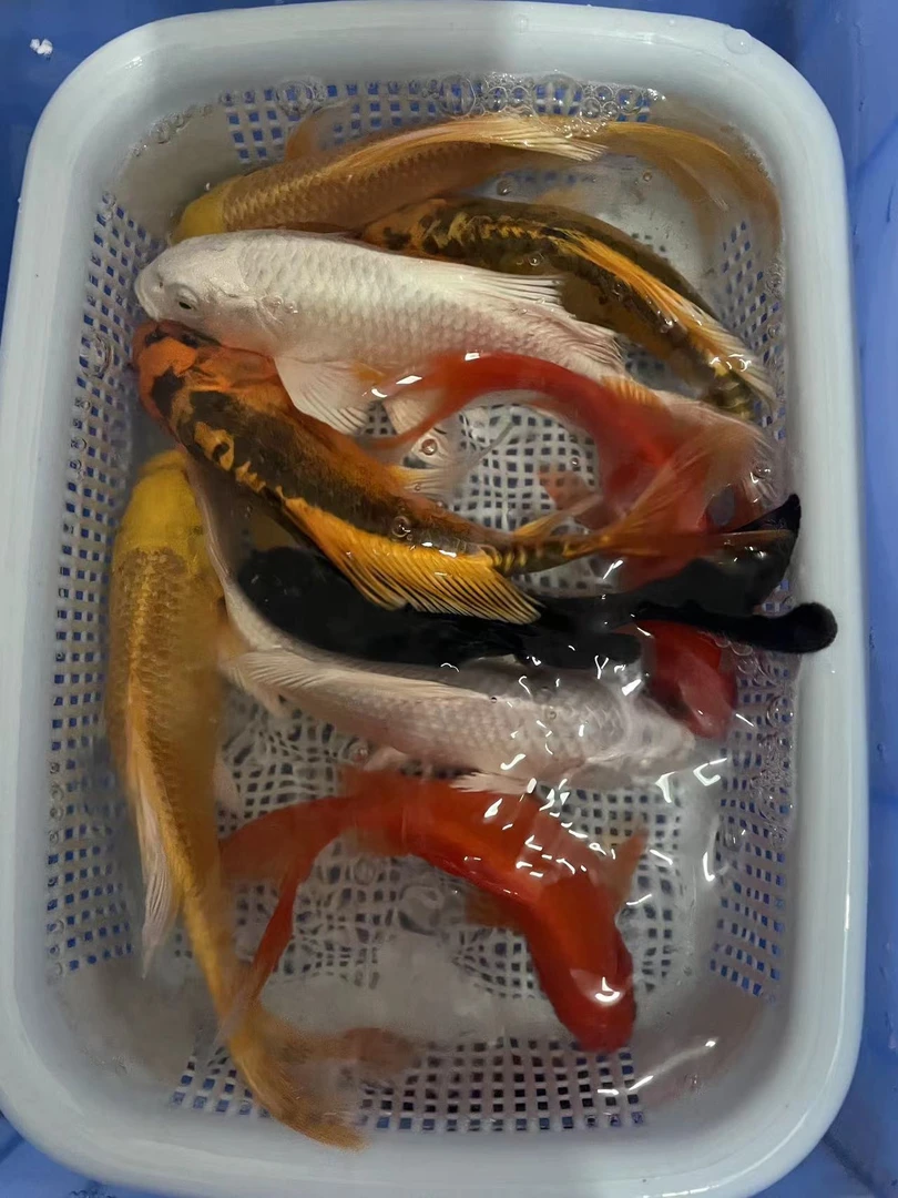 15号＜直播专属＞锦鲤观赏鱼混搭9条（13-15）厘米