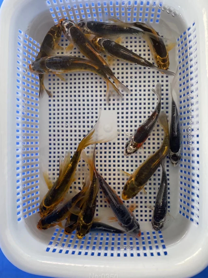 12号＜一物一拍＞德系锦鲤（鱼苗）6-8厘米16条