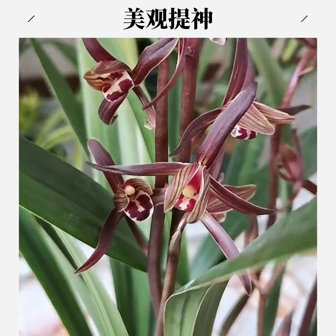 墨兰小香浓香兰花开花室内雅室生香绿色办公室庭院绿植漂亮高雅