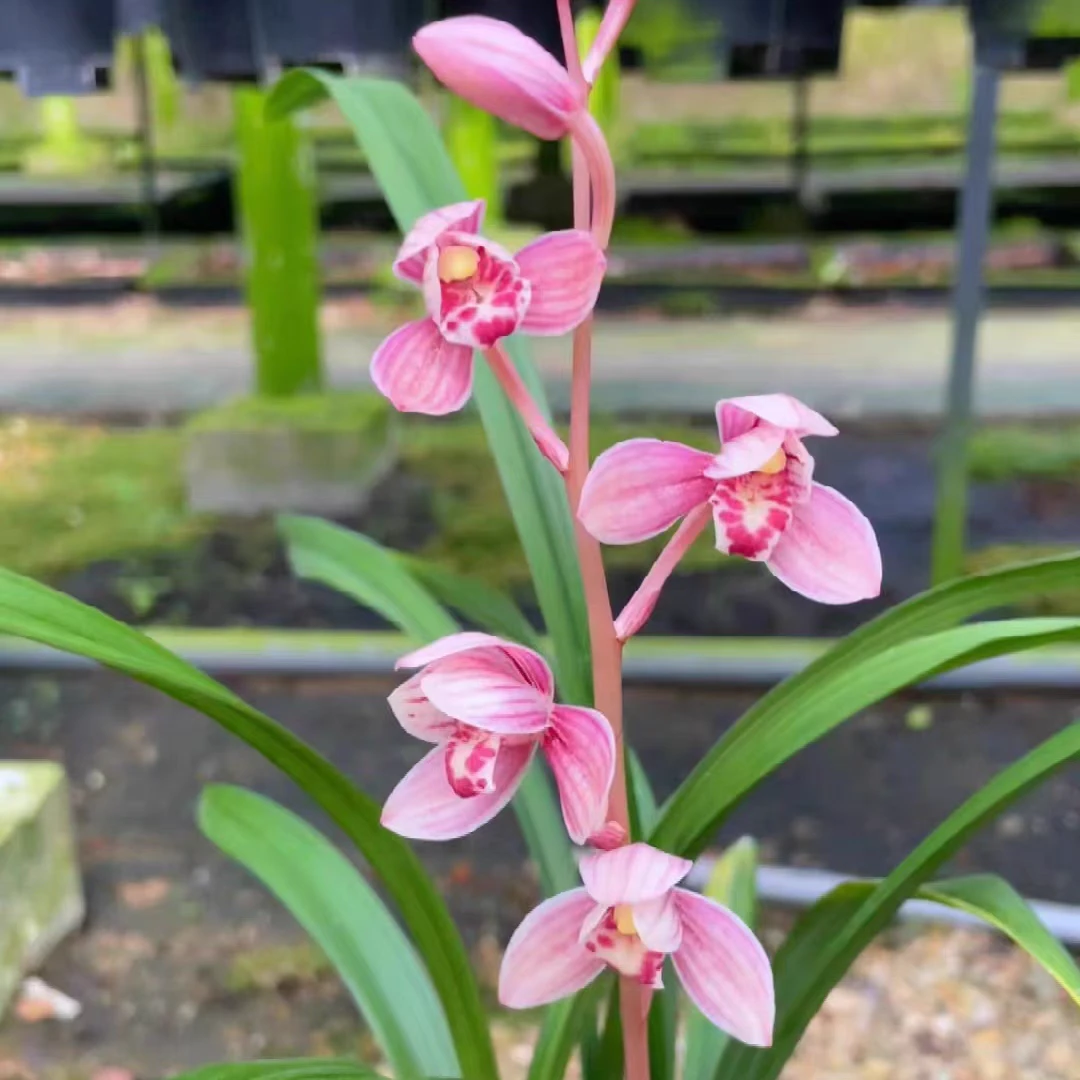 东方红荷带花苞开花红花浓香容易种植生长室内室外摆放名贵绿植