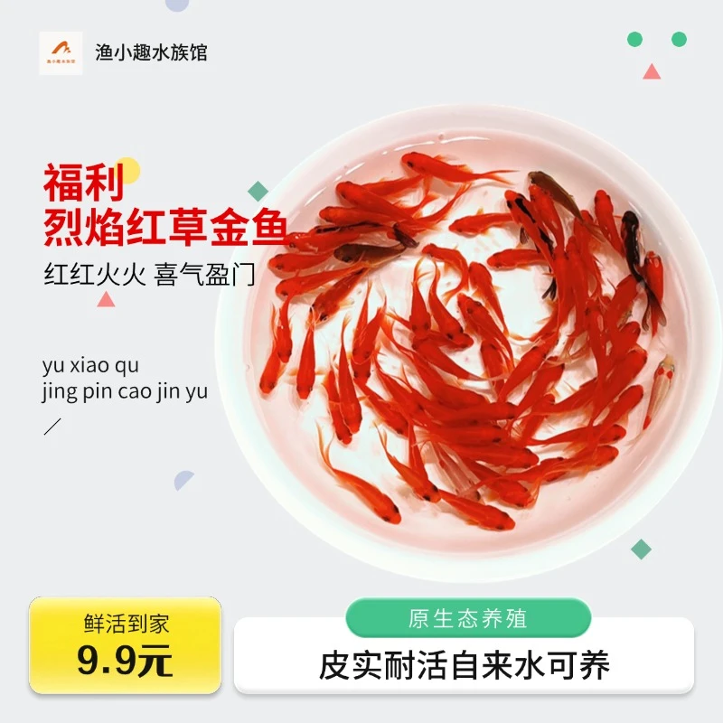【福利草金鱼】金鱼观赏鱼可混养鲜活冷水鱼小鱼苗桌面水景新奇宠物