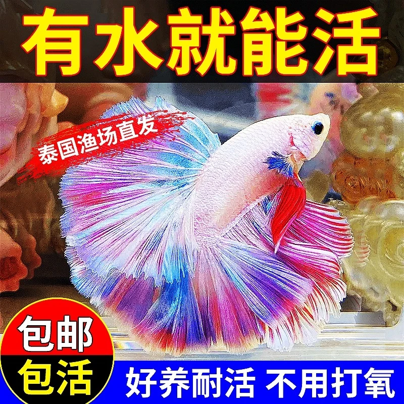 泰国斗鱼高端粉白半月精品婚纱尾特殊褶皱尾热带观赏鱼「超萌好物」