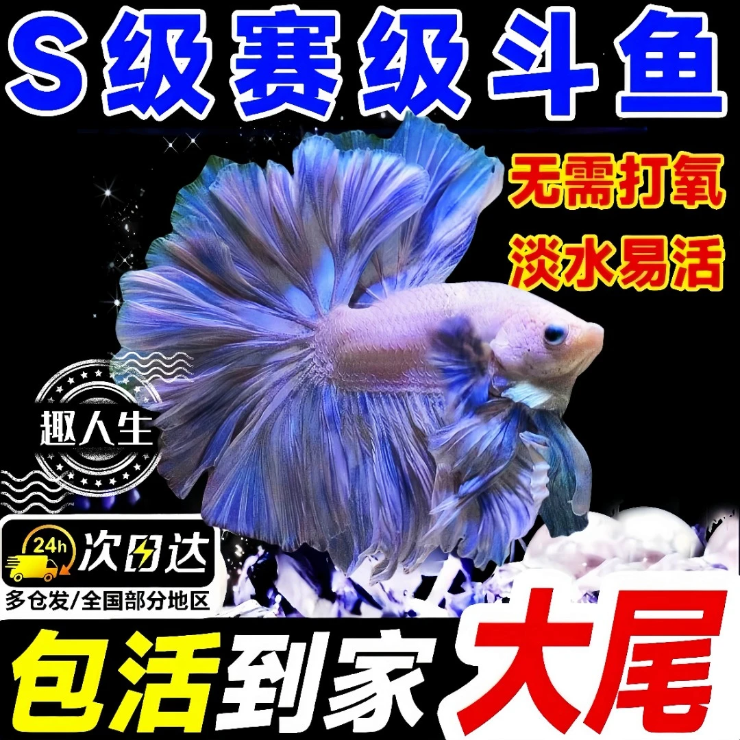 泰国斗鱼热带观赏婚纱仙女半月宠物耐活好养纯白观赏鱼网红热带鱼