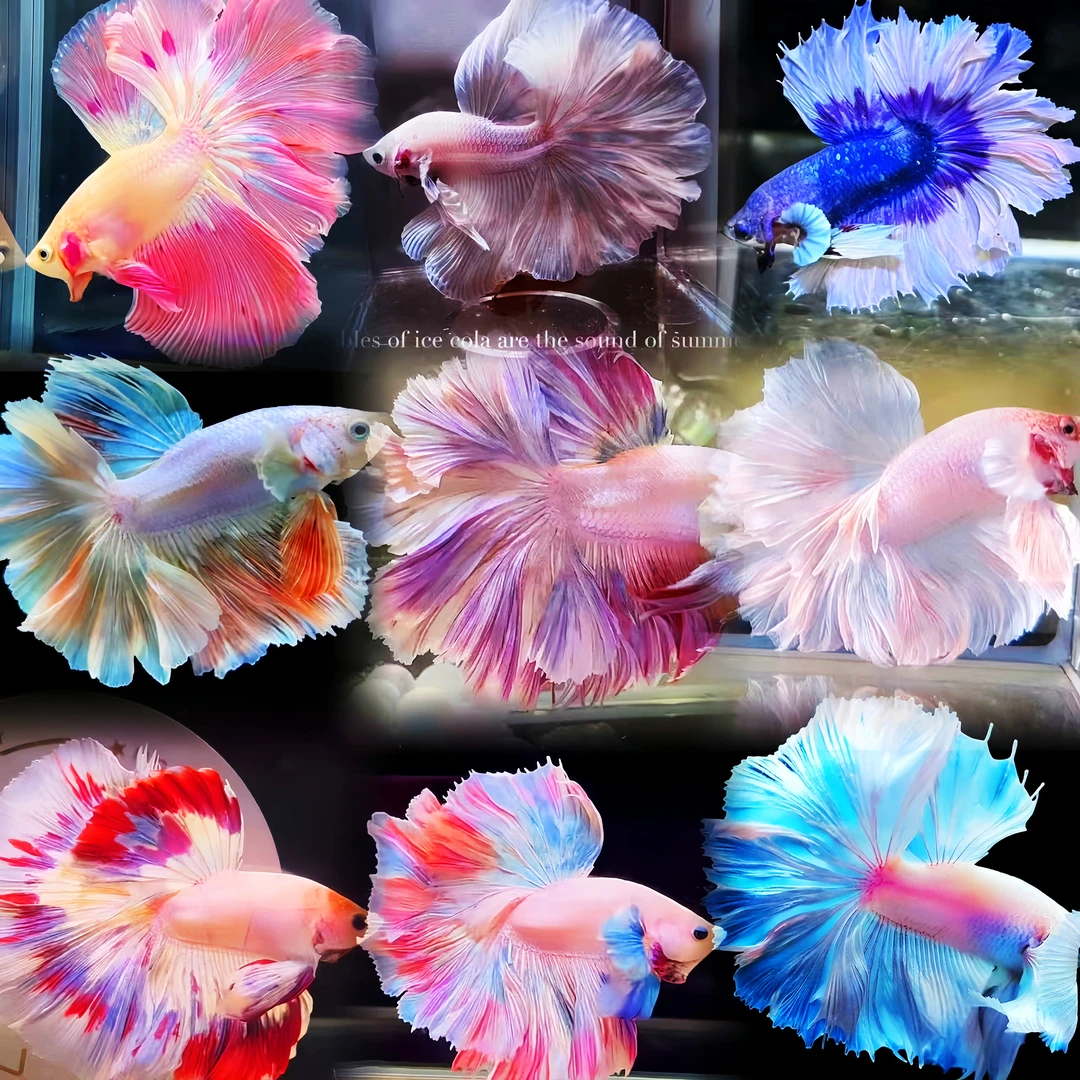 「超萌好物」精选泰国斗鱼超尾半月小型鱼桌面宠物热带鱼观赏鱼好养