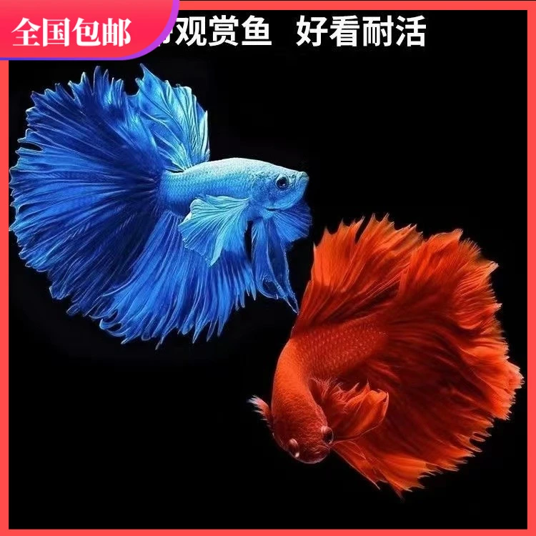 「超萌好物」精品泰国斗鱼蓝色系半月超美小型网红宠物热带观赏小鱼