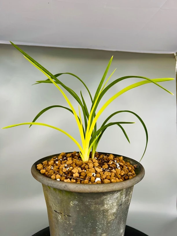 兰花素材3（直播间一物一拍）