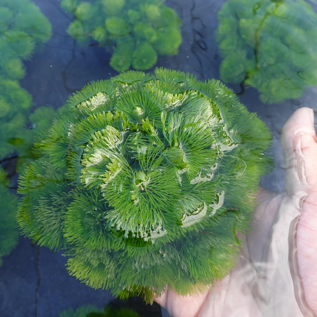 有茎类水草陀草合集懒人水草陀草
