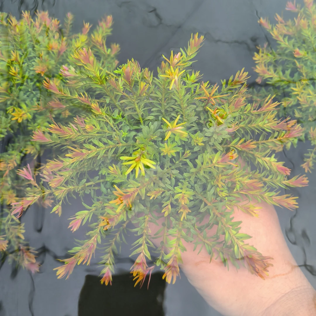 十字牛顿水草陀草后景草懒人水草