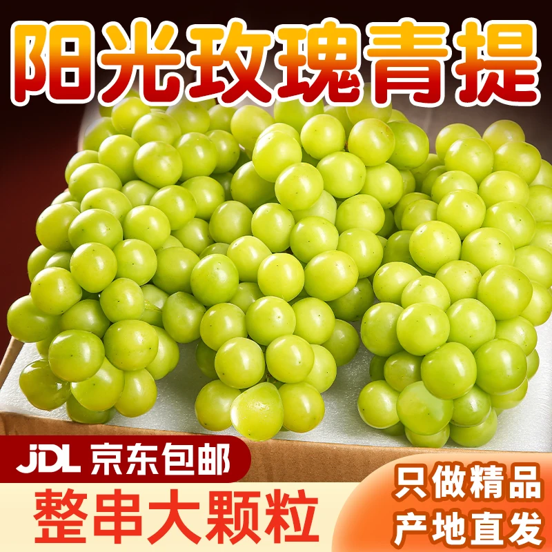 四川新鲜香甜阳光提子大颗粒饱满皮薄无籽肉厚玫瑰香葡萄果园种植