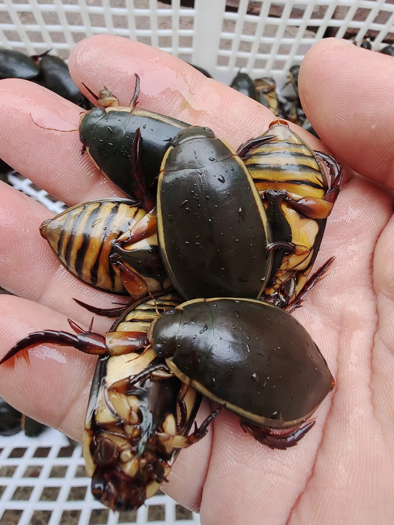 黑龙江龙虱大水鳖盖