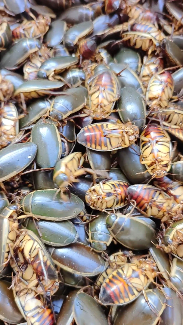 黑龙江天然水鳖盖龙虱小龙虱二斤