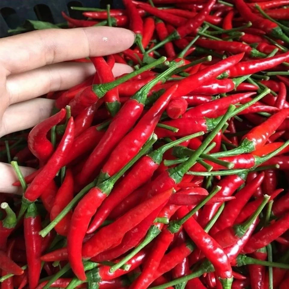 小米辣椒新鲜红辣椒小米椒新鲜批发泡椒蔬菜鲜椒1斤/3斤/5斤