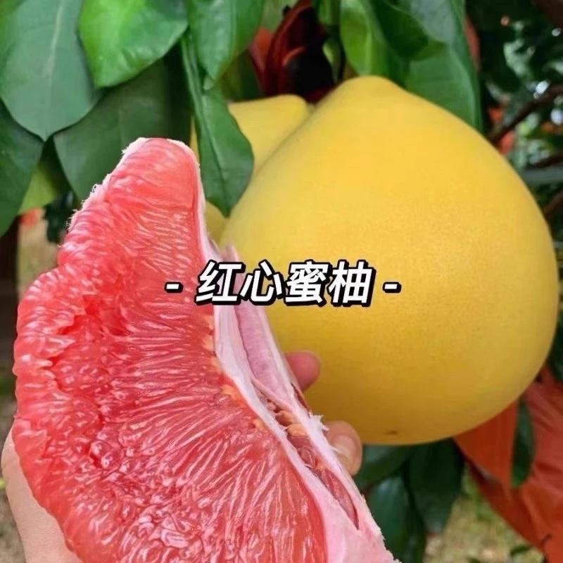 平和红柚两个装（5—6斤）