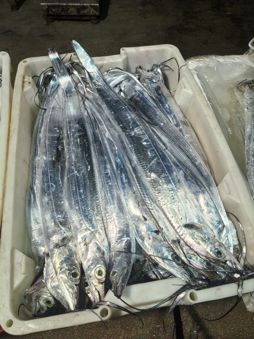 4斤钓带 青岛发货 顺丰快递