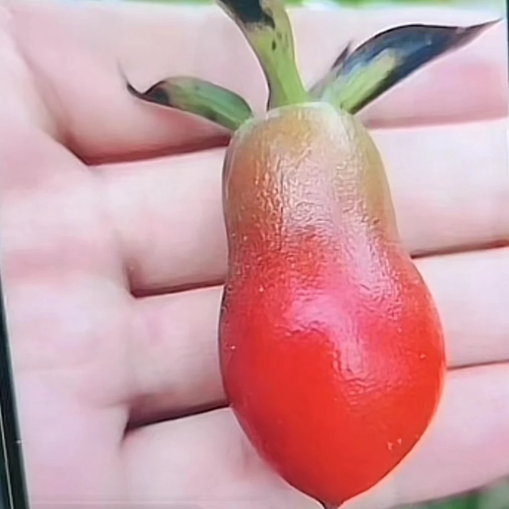 老鸦柿庭院观果阳台盆景