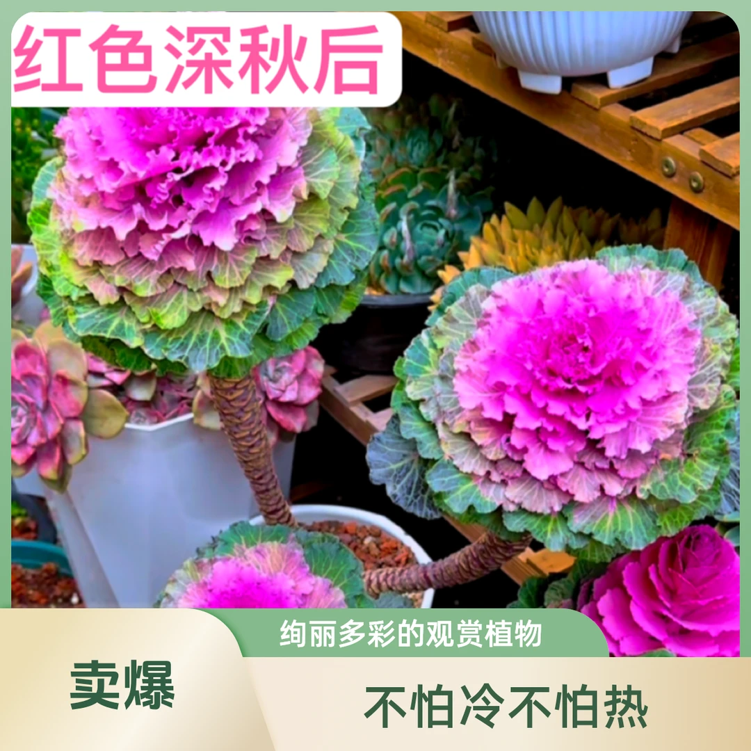羽衣甘蓝多头老桩观赏盆栽四季盆栽好养活花期长高端庭院阳台花卉