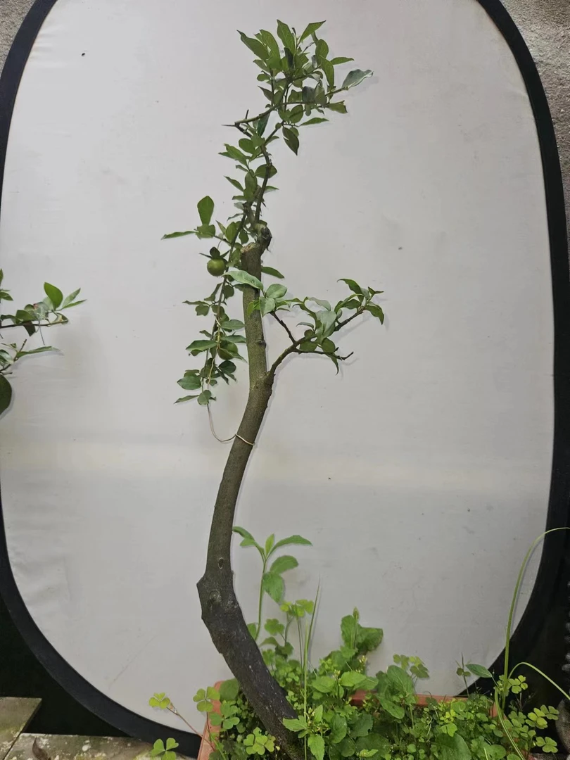 金弹子瓶兰花合适阳台客厅办公桌